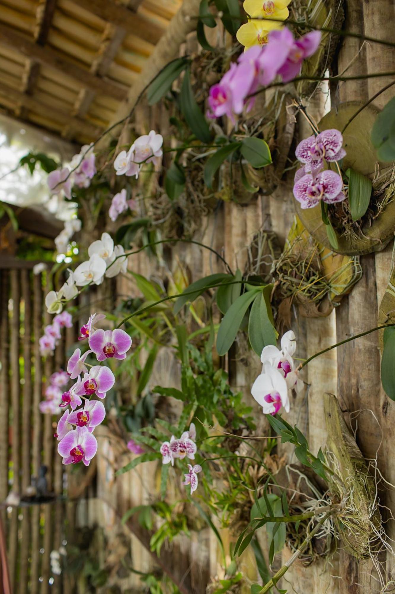 ホテル Orquidea Cafe グアラパリー エクステリア 写真