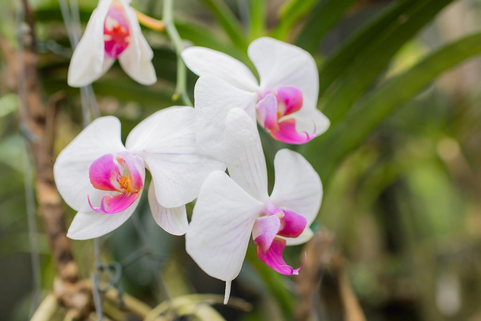 ホテル Orquidea Cafe グアラパリー エクステリア 写真