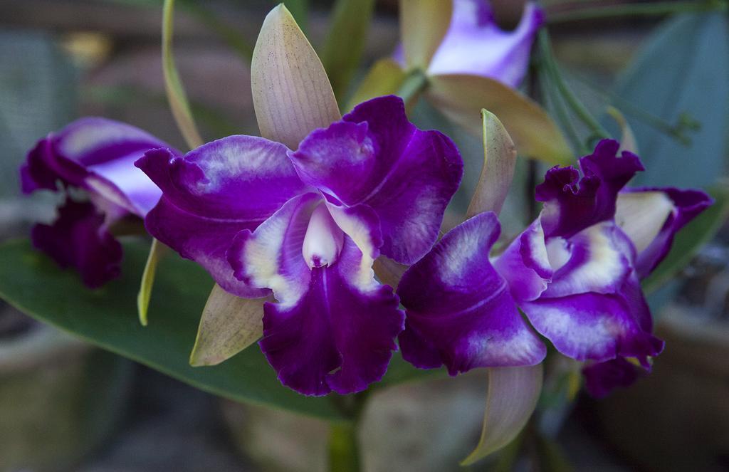 ホテル Orquidea Cafe グアラパリー エクステリア 写真